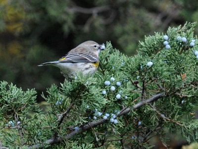 Yellow-Rumped Warbler