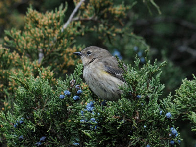 Yellow-Rumped Warbler