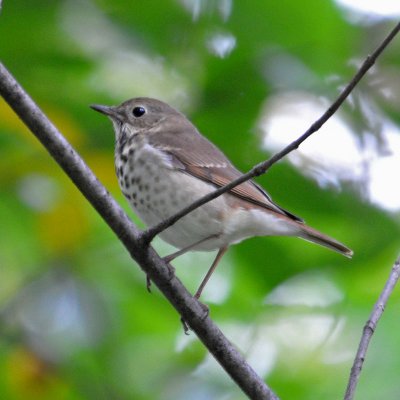 Hermit Thrush