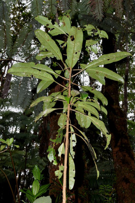 N. Longifolium