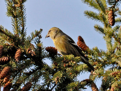 White-Winged Crossbill