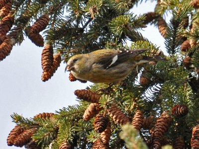 White-Winged Crossbill