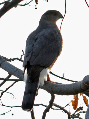 Cooper's Hawk