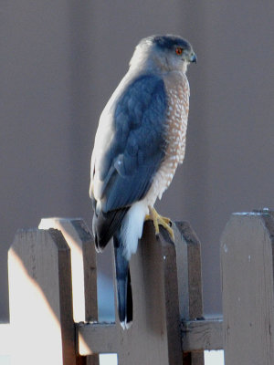 Cooper's Hawk?