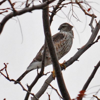 Juvenile Cooper's Hawk?