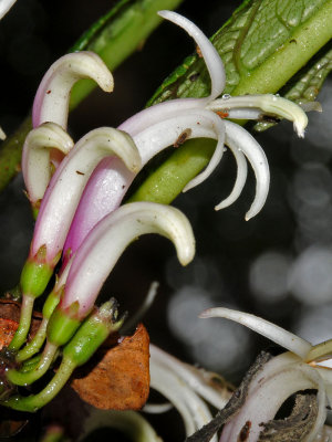 Cyanea Stictophylla Flowers