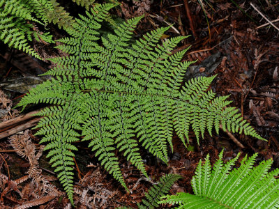 Dryopteris Glabra?