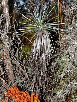 Mauna Loa Silversword