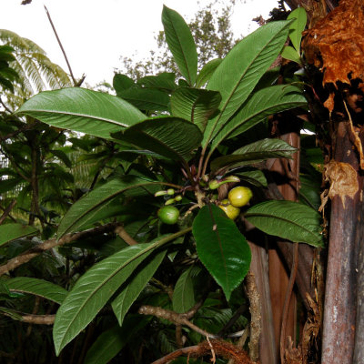 Clermontia Parviflora Fruits