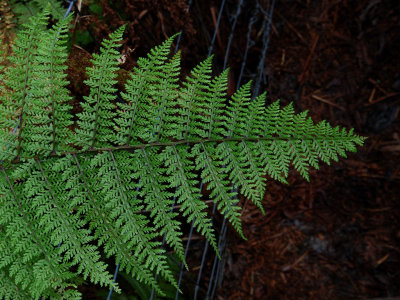 'Akolea (Athyrium)