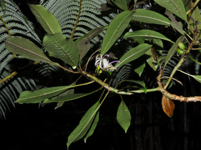 Clermontia Parviflora