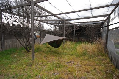 Hammock In Aviary