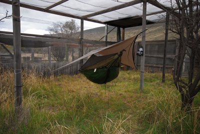 Hammock In Aviary