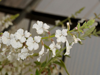 Haplostachys Haplostachya