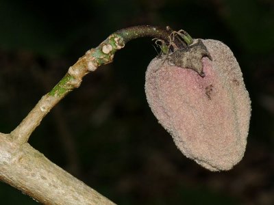 H. Giffardianus Pod