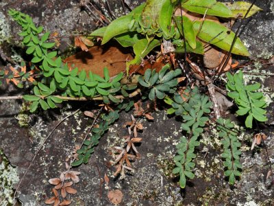Kalamoho