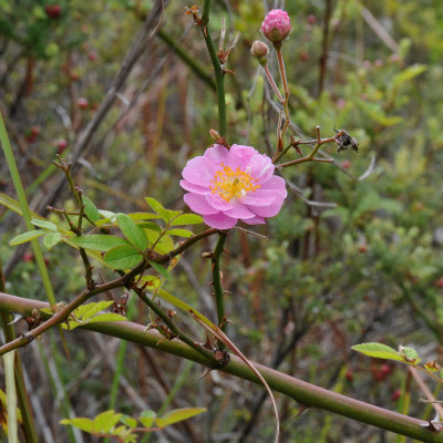Feral Rose