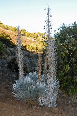 Mauna Kea Silversword