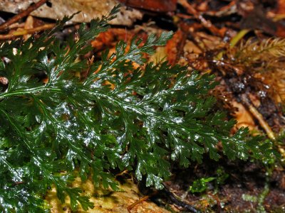 Palai Hihi (Vandenboschia)