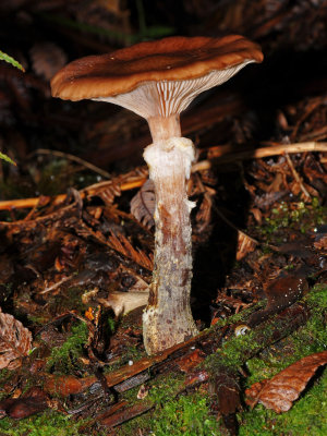 Mushroom