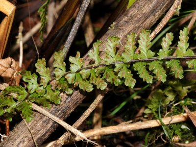 Asplenium Macraei?