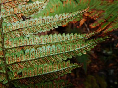 Dryopteris Wallichiana