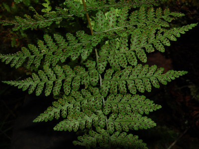 Dryopteris sp.