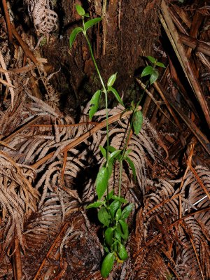 Schiedea Diffusa