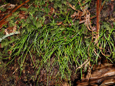Kolokolo (g. tenella)