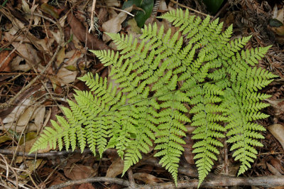 Dryopteris Glabra?
