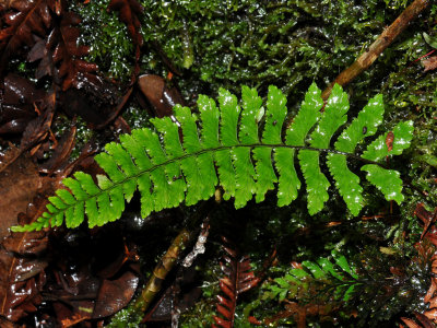 Asplenium Excisum