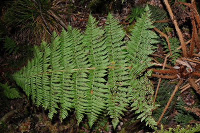 Dryopteris Unidentata?