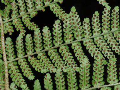 Dryopteris Unidentata?