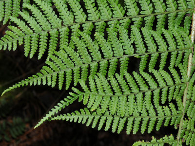 Dryopteris Unidentata?