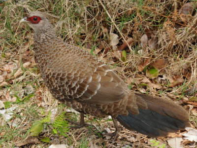 Female Kalij Pheasant