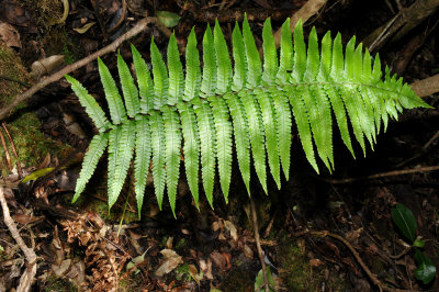 Dryopteris Fusco-Atra