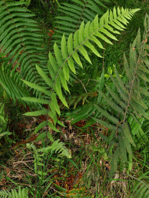 Christella Dentata