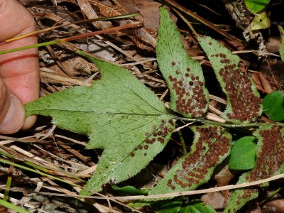 Cyrtomium Caryotideum