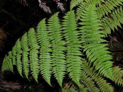D3C_17020_1024sb.jpg