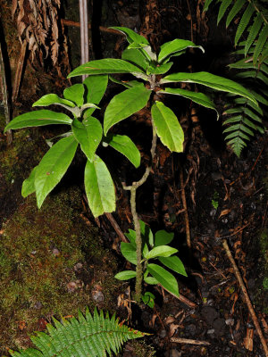 Cyanea Floribunda