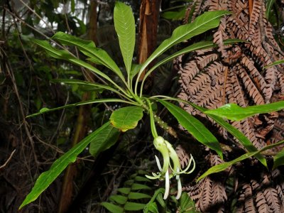 Clermontia Clermontioides