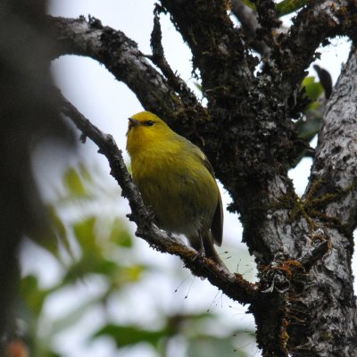 Maui 'Alauahio