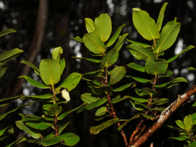 Theaceae (Tea Family) - 'Anini