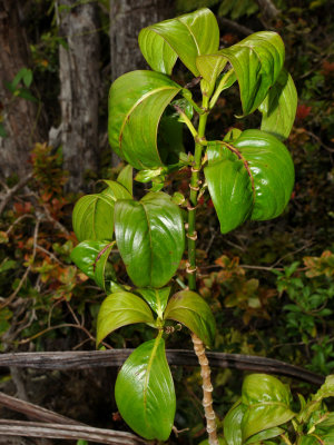 K. Acuminata