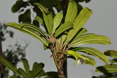 C. Montis-Loa Flower