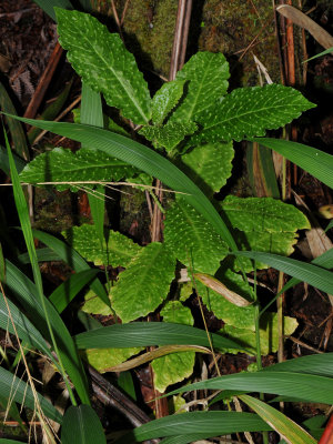 Cyanea Platyphylla Colonies
