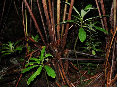 Cyanea Platyphylla