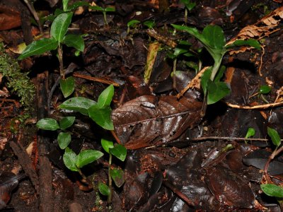 Anoectochilus  Sandvicensis