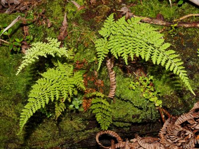 D. Glabra?