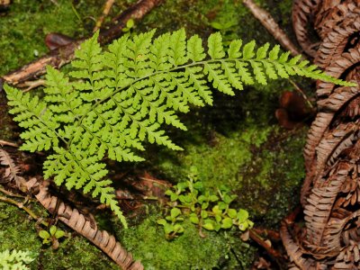 D. Glabra?